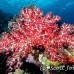 coral_soft_ni_h_0705_png1656.jpg